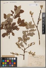 Foto von Salix caprea L.